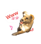 かわいい動物達？（個別スタンプ：2）