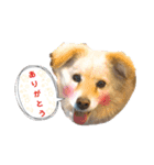 かわいい動物達？（個別スタンプ：3）