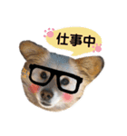かわいい動物達？（個別スタンプ：7）