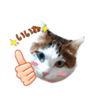 かわいい動物達？（個別スタンプ：8）