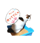 かわいい動物達？（個別スタンプ：10）