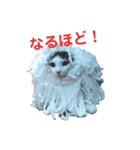 かわいい動物達？（個別スタンプ：13）