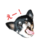 かわいい動物達？（個別スタンプ：16）