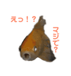 ことぶきさんち！（個別スタンプ：3）