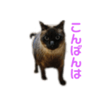 ことぶきさんち！（個別スタンプ：11）