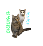 ことぶきさんち！（個別スタンプ：23）