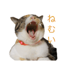 ことぶきさんち！（個別スタンプ：36）
