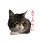 ことぶきさんち！（個別スタンプ：37）