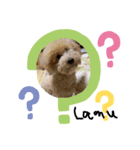 愛犬ラムのスタンプ（個別スタンプ：8）