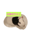 モルモットの宴＆宝（個別スタンプ：1）