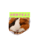 モルモットの宴＆宝（個別スタンプ：3）