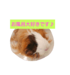 モルモットの宴＆宝（個別スタンプ：5）