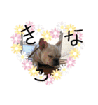 きなこののんびりライフ（個別スタンプ：1）