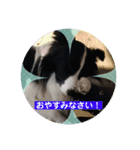 ボーダーコリー ルーニー ②（個別スタンプ：13）