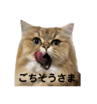 ちーちゃんと仲間たちスタンプ（個別スタンプ：2）
