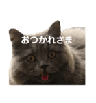 ちーちゃんと仲間たちスタンプ（個別スタンプ：3）
