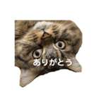 ちーちゃんと仲間たちスタンプ（個別スタンプ：4）