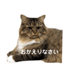 ちーちゃんと仲間たちスタンプ（個別スタンプ：7）