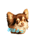 わんこのきもち。（個別スタンプ：1）