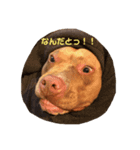 わんこのきもち。（個別スタンプ：5）