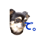 わんこのきもち。（個別スタンプ：7）