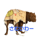 わんこのきもち。（個別スタンプ：8）