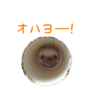 トイペハリネズミ（個別スタンプ：1）