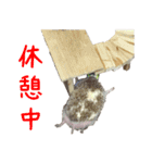 トイペハリネズミ（個別スタンプ：8）