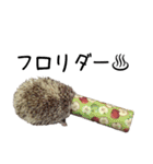 トイペハリネズミ（個別スタンプ：16）