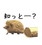 トイペハリネズミ（個別スタンプ：18）