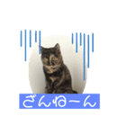 ねこだけに。（個別スタンプ：5）