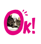 ねこだけに。（個別スタンプ：8）