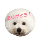 ビションフリーゼ実写＆文字スタンプ（個別スタンプ：1）