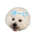 ビションフリーゼ実写＆文字スタンプ（個別スタンプ：2）