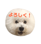 ビションフリーゼ実写＆文字スタンプ（個別スタンプ：3）