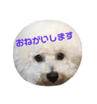 ビションフリーゼ実写＆文字スタンプ（個別スタンプ：4）