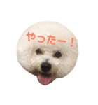 ビションフリーゼ実写＆文字スタンプ（個別スタンプ：6）