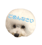 ビションフリーゼ実写＆文字スタンプ（個別スタンプ：8）