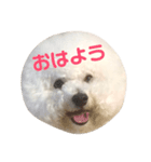 ビションフリーゼ実写＆文字スタンプ（個別スタンプ：10）