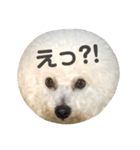 ビションフリーゼ実写＆文字スタンプ（個別スタンプ：13）