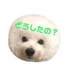 ビションフリーゼ実写＆文字スタンプ（個別スタンプ：14）