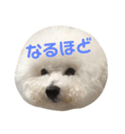 ビションフリーゼ実写＆文字スタンプ（個別スタンプ：15）