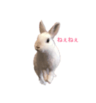 うさぎのパルちゃん（個別スタンプ：1）