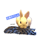 うさぎのパルちゃん（個別スタンプ：3）