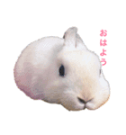 うさぎのパルちゃん（個別スタンプ：4）