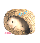 うさぎのパルちゃん（個別スタンプ：6）