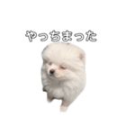 愛犬もちゃ（個別スタンプ：1）