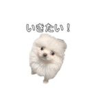愛犬もちゃ（個別スタンプ：2）