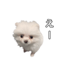 愛犬もちゃ（個別スタンプ：3）