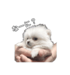 愛犬もちゃ（個別スタンプ：4）